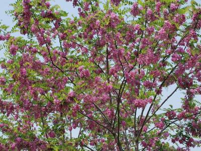 嫁接香花槐基地在哪里？