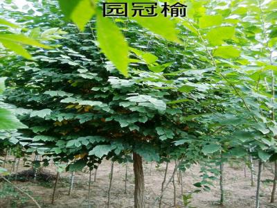 市面上3公分圓冠榆小苗的市場價格是多少？