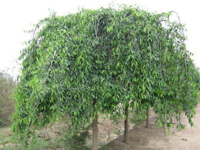 小葉垂榆小苗購(gòu)買(mǎi)途徑以及購(gòu)買(mǎi)注意事項(xiàng)