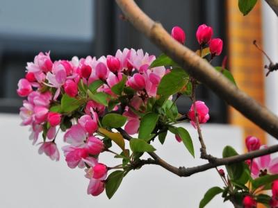西府海棠如何繁殖，常見的繁殖方式是什么