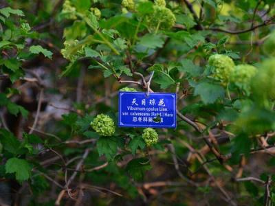 天目瓊花這味藥藥效如何體現(xiàn) ？