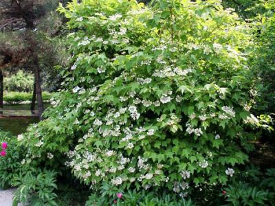 應(yīng)該如何區(qū)別天目瓊花以及瓊花 ？