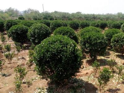 大葉黃楊小苗應(yīng)該去哪里購買比較好 ？