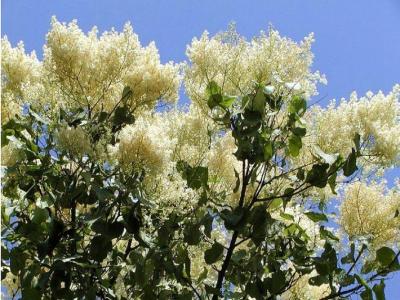 暴馬丁香幾月份開花，幾月份結(jié)果 ？