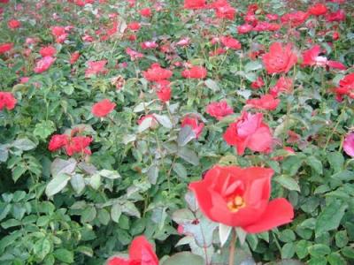 紅帽月季種子和小苗去哪里購買？