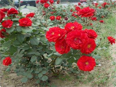 紅帽月季的優(yōu)缺點(diǎn)有哪些？