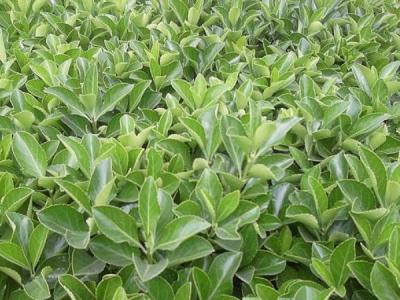 為什么自己家里并不推薦大家種植大葉黃楊 ？