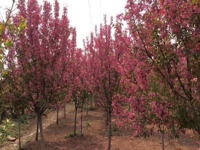 冬紅果海棠的種植需要注意些什么 ？