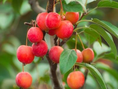 冬紅果海棠的主要特點是什么 ？