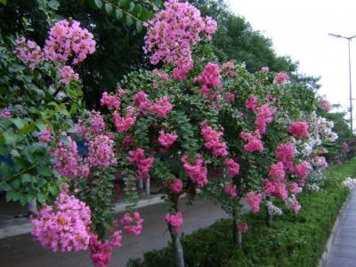 紫薇樹每年幾月份開花 ？