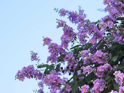 紫薇樹小苗應(yīng)該去哪里購買，價格合理 ？