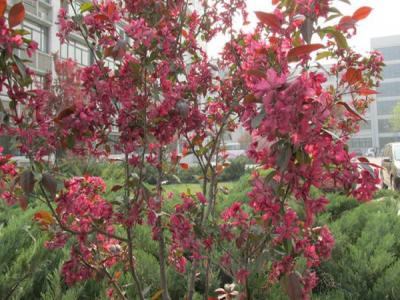 紅寶石海棠什么時(shí)候開(kāi)花，什么時(shí)候結(jié)果?