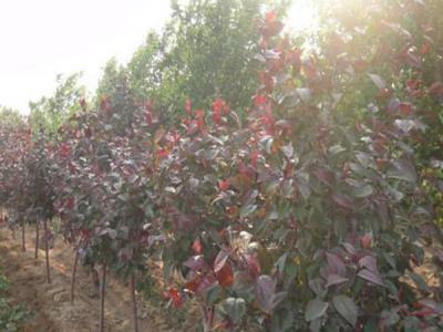 四公分紅寶石海棠小苗的具體價(jià)格是多少 ？