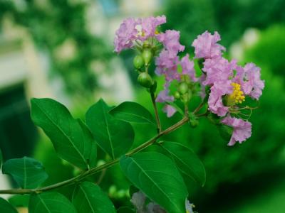 紫薇的觀賞價(jià)值如何體現(xiàn)，應(yīng)該如何搭配種植 ？