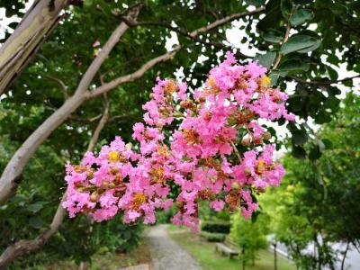 常見的紫薇全身都是寶，這些藥用價(jià)值你知道嗎 ？