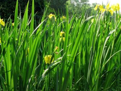 黃菖蒲的園林價(jià)值都有哪些？