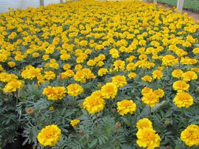 地被菊幾月份開花，效果怎么樣