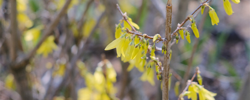 連翹怎么種，種子怎么才能發(fā)芽