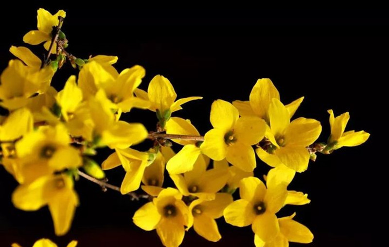 迎春花和連翹花有什么區(qū)別？