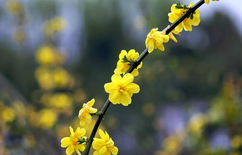 迎春花和連翹花有什么區(qū)別？