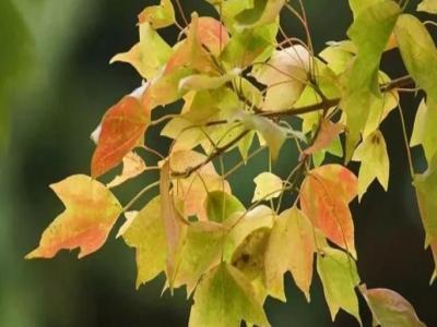 三角楓、五角楓、紅楓、羽毛楓的區(qū)別