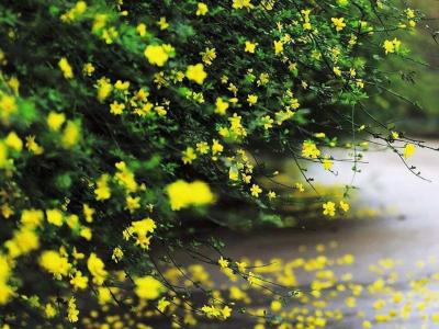 迎春花和連翹花有什么區(qū)別？