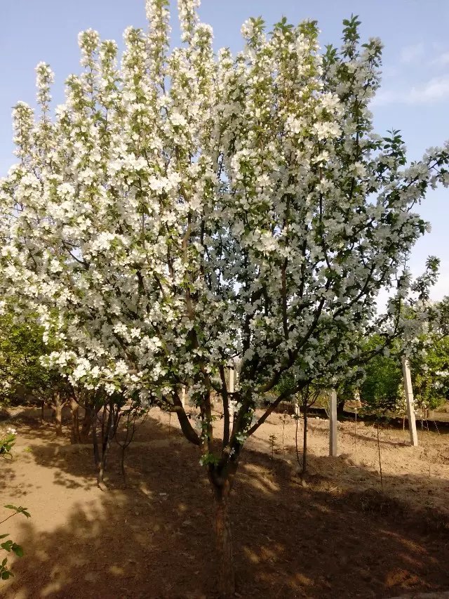 八棱海棠花期多久，幾月份開花