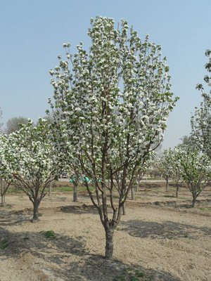 八棱海棠花期多久，幾月份開花