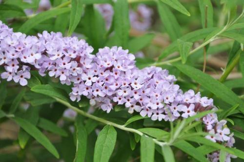 醉魚草花期是幾月，花期有多長