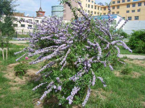 醉魚草花期是幾月，花期有多長