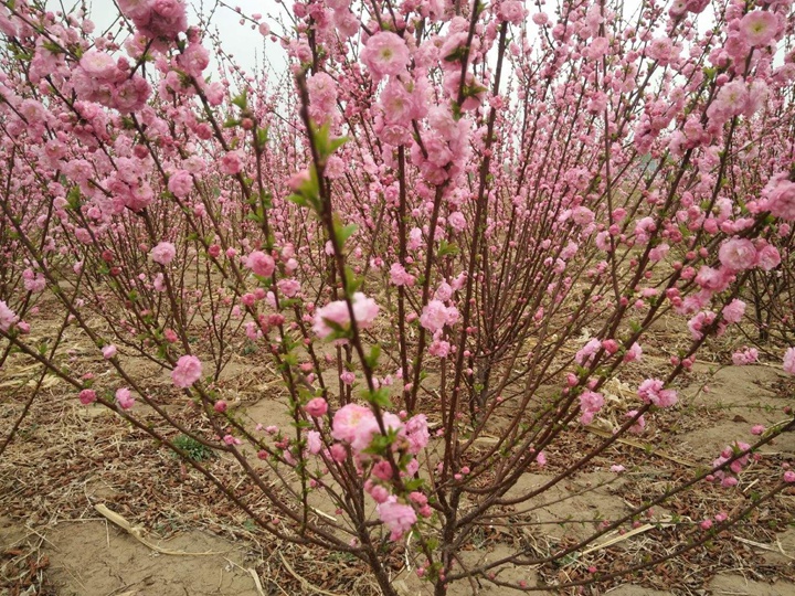 榆葉梅耐寒嗎,是喬木還是灌木 榆葉梅耐寒嗎,是喬木還是灌木