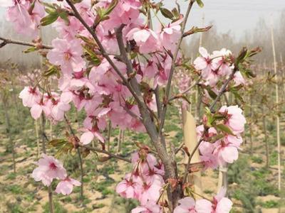櫻花樹苗多少年才能長成大樹？
