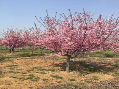 櫻花樹苗幾年才能開花？花期在什么時(shí)候？
