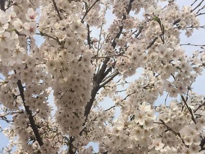 日本櫻花樹什么時候開花？花期多久？