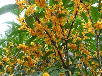 桂花樹苗批發(fā)售價(jià)多少？種植性價(jià)比如何？