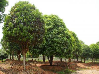 桂花樹(shù)苗價(jià)格表，桂花樹(shù)的栽種事項(xiàng)有哪些？