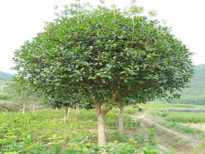 桂花樹用什么肥料最好？