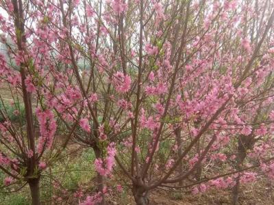 青葉碧桃開什么花？什么時候開花？