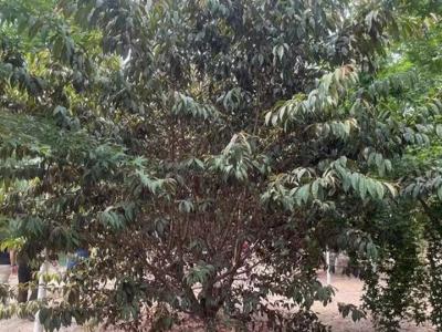 青葉碧桃花果期在什么時(shí)候？