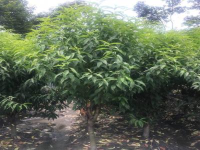 青葉碧桃和桃樹(shù)的區(qū)別在哪里？