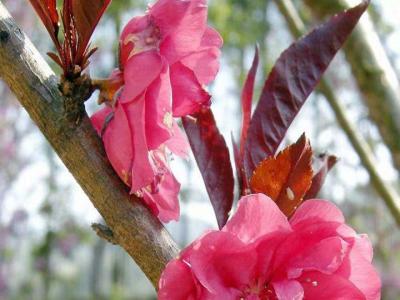 紫葉碧桃和紅葉碧桃的區(qū)別在哪里？