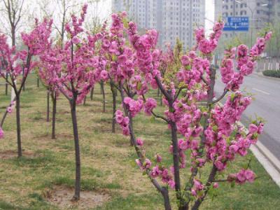 青葉碧桃和紅葉碧桃的區(qū)別在哪里？