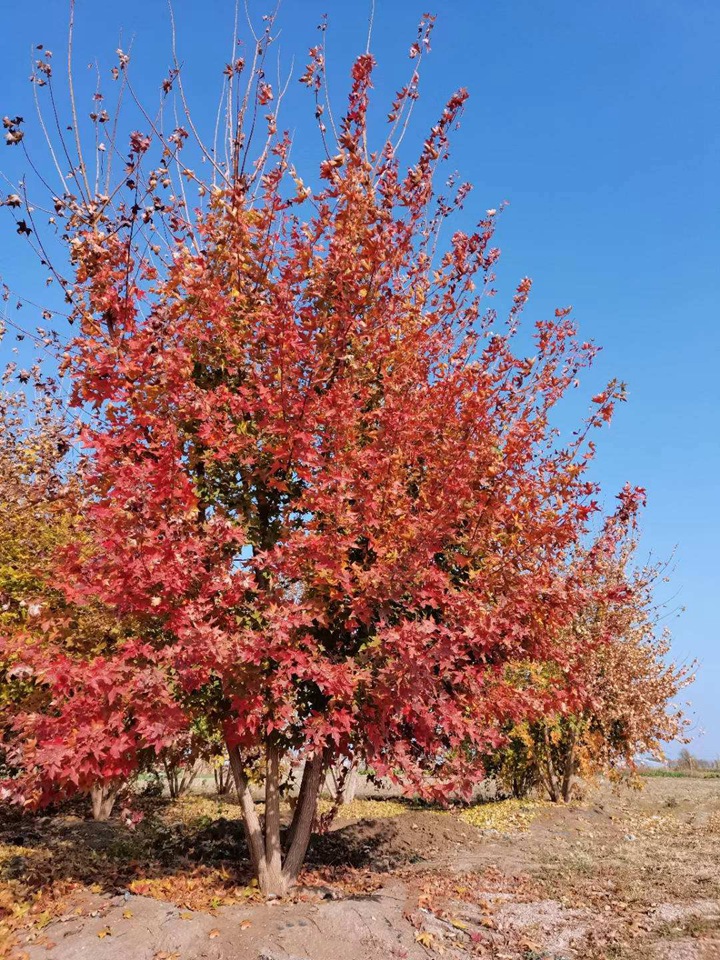 1686454883591627.jpg a40b0a63c4c3bec87a2fbc4be805d71e_1646897593462004.jpg