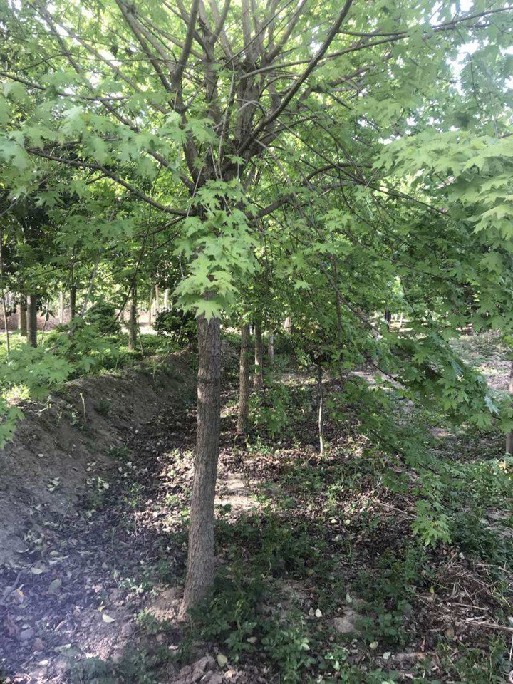 1686454904874385.jpg 04f37f2fd9a77cc54cb22ad4c653db15_1646897592584793.jpg