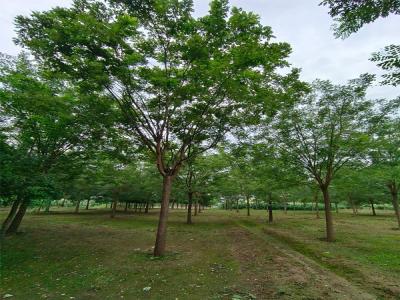 國槐樹種植:生態(tài)與經(jīng)濟效益的雙贏選擇