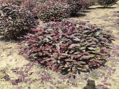 紅葉李球與小區(qū)綠化風(fēng)格的和諧融合(欒城免費苗木報價)