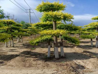 種植造型金葉榆，提升城市綠化品質(zhì)_提供免費(fèi)苗木報(bào)價(jià)