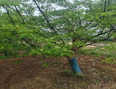普及12公分垂柳種植需要注意點什么呢！
