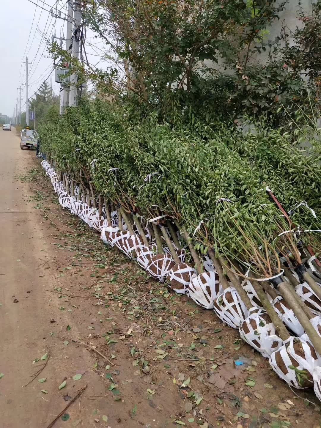 1754465535220154.jpg 1750403559695130.jpg