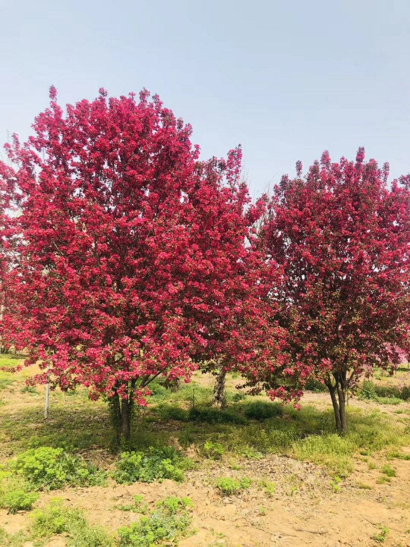 1754703523847759.jpeg 1750403914630218.jpeg